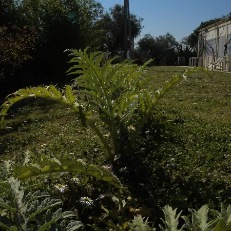 Arcadia Senigallia